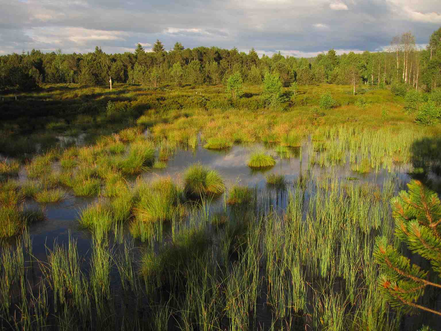 Les tourbières du massif jurassien vont bénéficier d’un ambitieux programme de restauration.