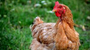 Influenza aviaire hautement pathogène H5N8 : passage en risque élevé sur l’ensemble du territoire métropolitain.