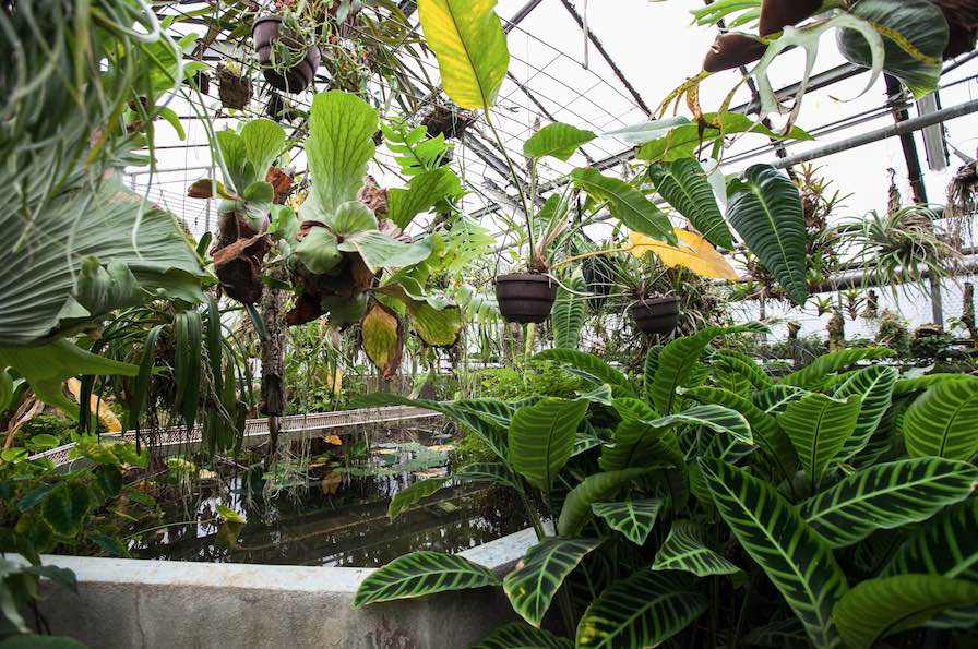Le Jardin botanique de Besançon déménage. Un nouveau jardin ouvrira en 2021 à la Bouloie.