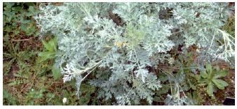 L’«Absinthe de Pontarlier» protégée par le label d’indication géographique de l’Europe.