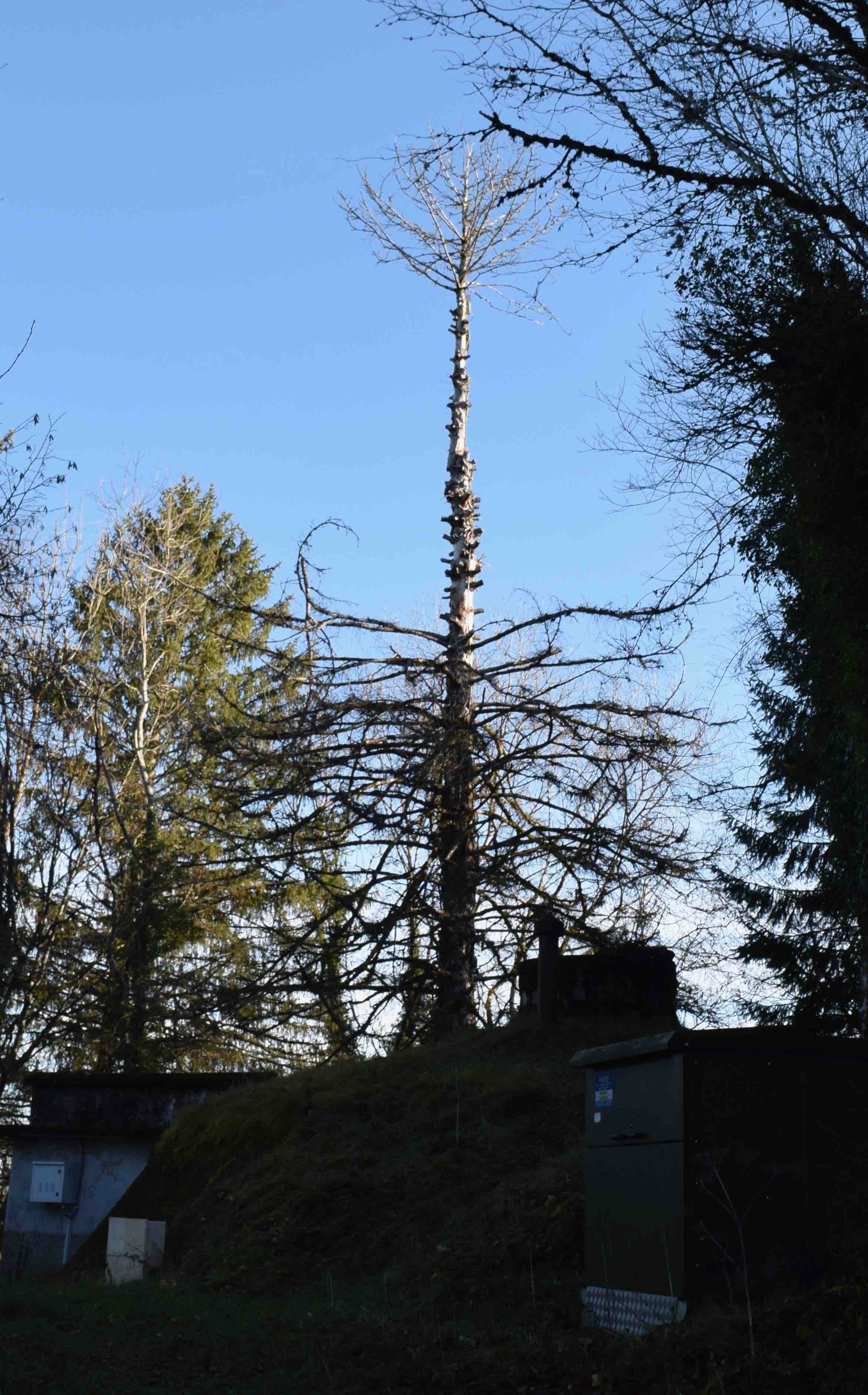 Quand Internet passe par la cime d’un sapin.