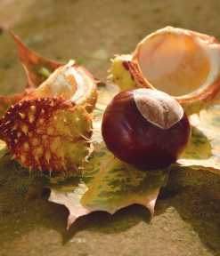 Châtaignes ou marrons ?