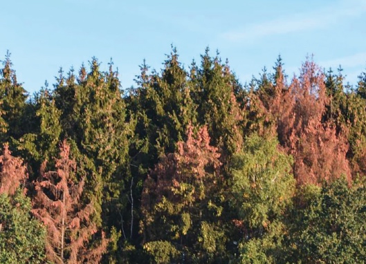 Rude épreuve pour nos forêts !