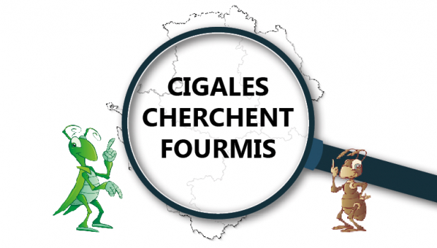 Cigales cherchent fourmis.