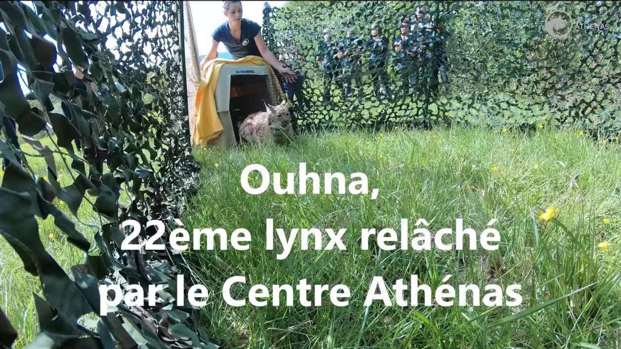 Un lynx relâché après avoir été sauvé à Ouhans.