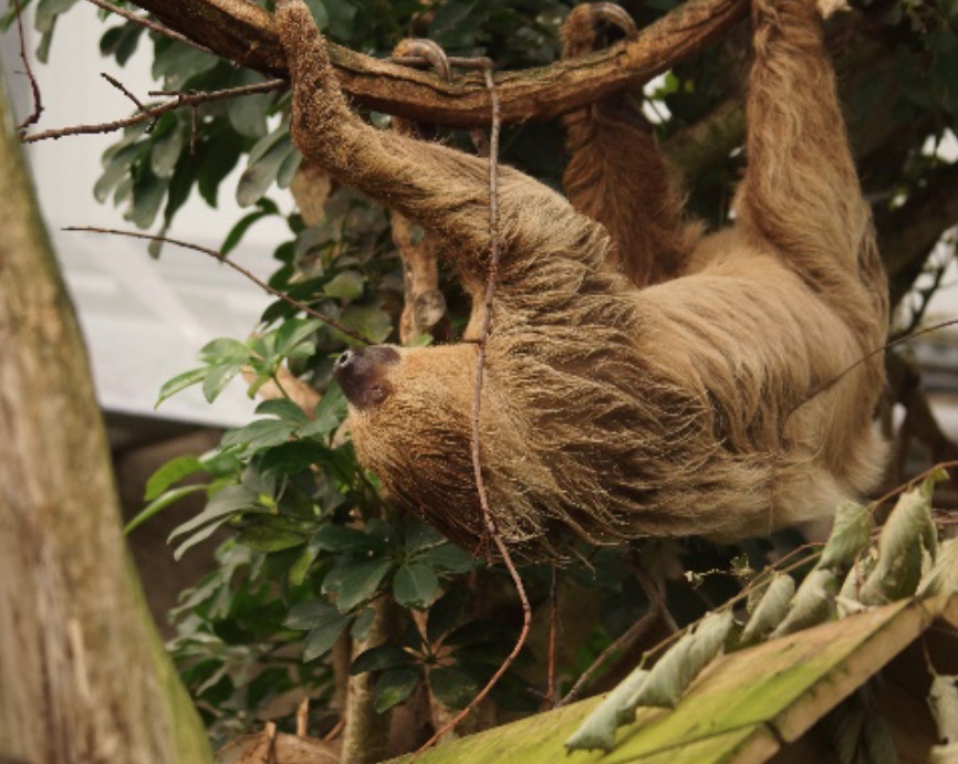 La Citadelle de Besançon accueille un couple de Paresseux.