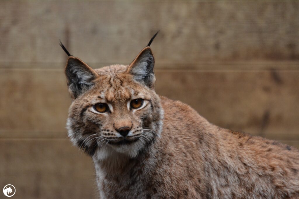 Le cadavre d’un lynx tué par arme à feu découvert dans le canton de Frasne.