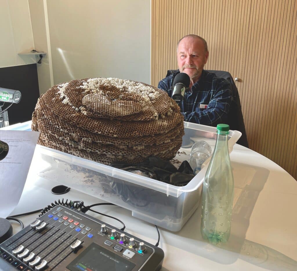 Le frelon asiatique, menace de notre biodiversité