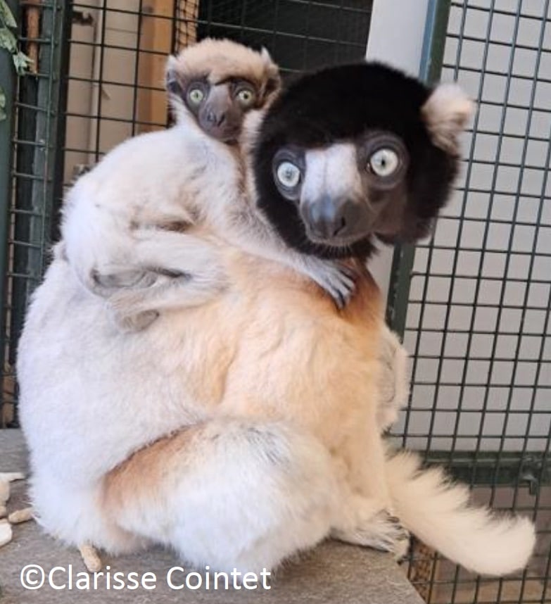 Naissance d’un Propithèque couronné au Muséum de Besançon