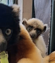 Nouvelle naissance d’un Propithèque couronné au Muséum de Besançon