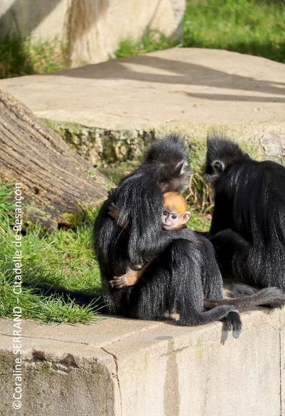 Nouvelle naissance d’un Langur de François au Muséum de Besançon