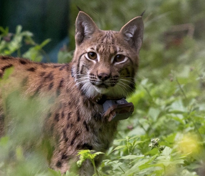 Quatre Lynx remis en liberté dans le massif du Jura