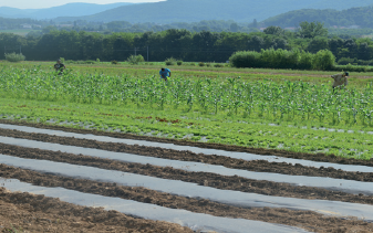 Une pépinière d’activités maraîchères en Agriculture Biologique à Chalezeule.