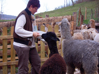 L’alpaga : un débroussaillage écologique.