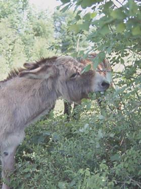 Des ânes pour la biodivesité dans une réserve naturelle de Franche-Comté.