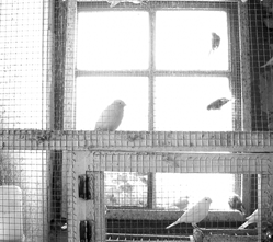 Toute une équipe de canaris à Saraz