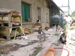 La maison aux 100 chats