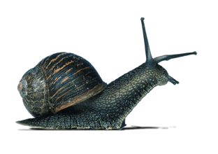 Pleurer comme un escargot.