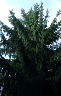 Mon beau sapin, roi des Forêts à Levier !