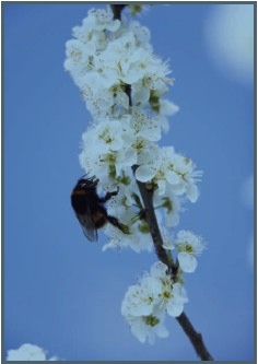 La Santé au chevet des abeilles.
