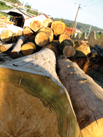 Scieries en Franche-Comté :  un équilibre en danger.