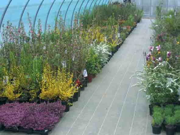 Pépinières Duchesne : du producteur au consommateur