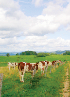 Franche-Comté, Terre d’Arômes Doubs, Terre d’Elevage